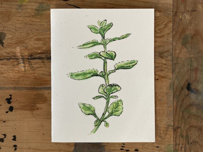 Culinary Herbs Card Collection - Image 2